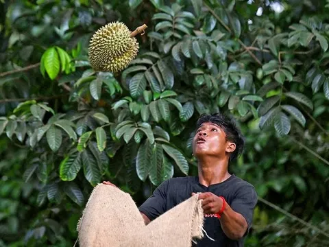 Hạn hán, nắng nóng 40 độ 'tấn công' các vườn sầu riêng Thái Lan - nông dân lo sợ 'tương lai của sầu riêng sẽ kết thúc'