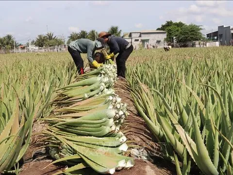Nha đam Ninh Thuận hút hàng mùa nắng nóng