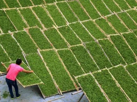 Sở hữu diện tích trồng lớn gấp 14 lần, Trung Quốc vẫn ồ ạt gom "kho vàng xanh" của Việt Nam, xuất khẩu tăng mạnh hơn 200%