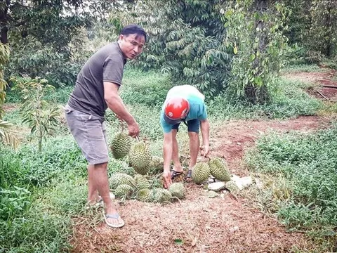 Mưa dông đầu mùa khiến sầu riêng tại Gia Lai rụng trái la liệt