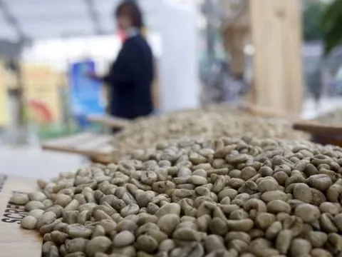 Nikkei: Giá cà phê toàn cầu lập đỉnh vì nông dân Việt Nam làm điều này