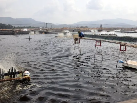 Đưa Việt Nam lên top 2 thế giới, được Mỹ, Trung Quốc mạnh tay tìm mua - mặt hàng này vẫn đối mặt nhiều sóng gió trong năm 2024