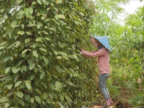 Xuất khẩu hồ tiêu giảm lượng nhưng tăng giá trị