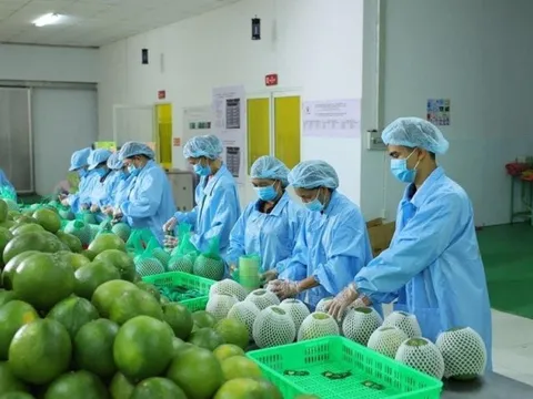 Xuất khẩu rau quả tăng trưởng rất tốt: Kỳ vọng đạt 7 tỷ USD trong năm 2024