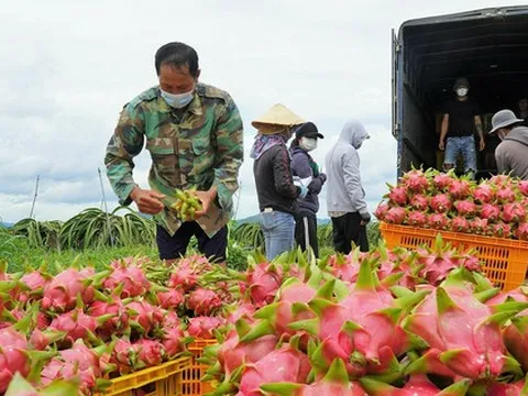 Châu Âu cảnh báo quan trọng về thanh long, đậu bắp Việt Nam