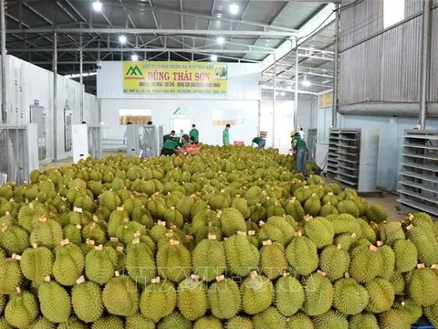 Sầu riêng Việt Nam xuất khẩu sang Trung Quốc tăng mạnh