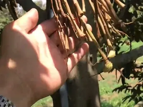 Xót xa nhiều vườn sầu riêng tiền tỉ rụng sạch trái