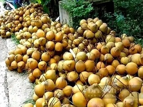 Giá nông sản hôm nay 9/5: Dừa xiêm Tiền Giang khan hàng, cà phê Robusta quay đầu tăng