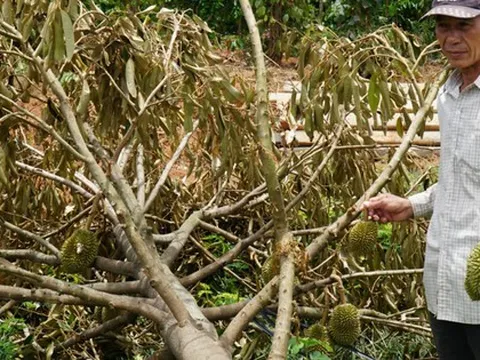 Thời tiết thất thường, người trồng sầu riêng thiệt hại nặng