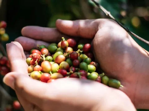 Giá cà phê lấy lại mốc 100.000 đồng/kg: Nông dân phấn khởi
