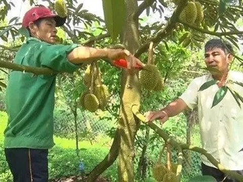 Đồng Nai: Đến vụ thu hoạch sầu riêng, nông dân đặt nhiều kỳ vọng