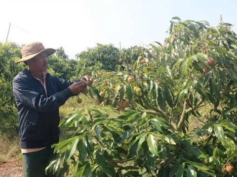 Giá nông sản hôm nay 11/5: Khoai lang tím Nhật lãi lớn, vải đầu mùa giá cao, cà phê Arabica quay đầu giảm nhẹ