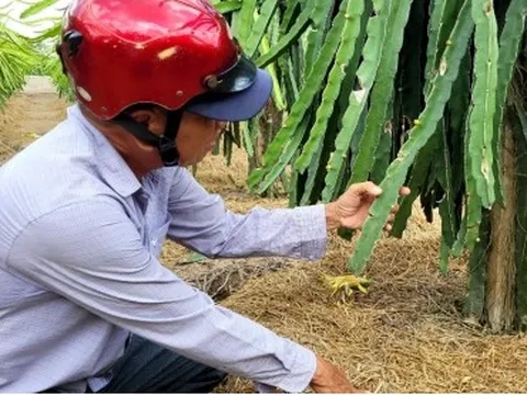 Thanh long tăng giá, nhà vườn ngày đêm canh giữ cây