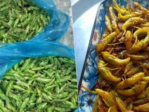 Loại côn trùng bay đầy đồng lúa có giá bán cao bất ngờ