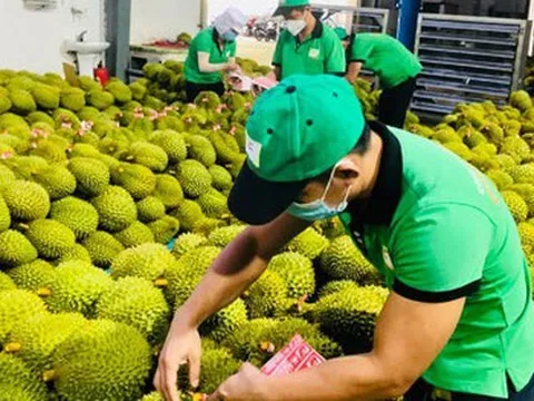 Ngành sầu riêng còn nhiều mối lo