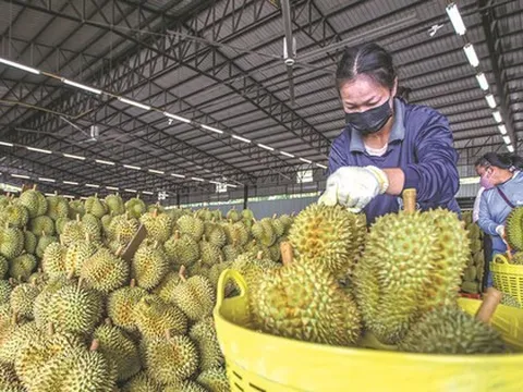 Kết quả xác minh vụ 30 lô sầu riêng nhiễm cadimi