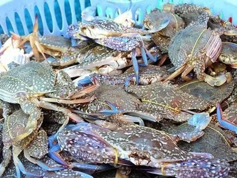 Trung Quốc đứng đầu trong nhóm nhập khẩu cua ghẹ của Việt Nam
