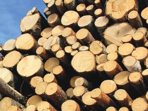 Việt Nam sở hữu "cây kim tiền" được Lào liên tục đổ tiền mua: xuất khẩu tăng gần 2.000%, Việt Nam lọt top 5 thế giới