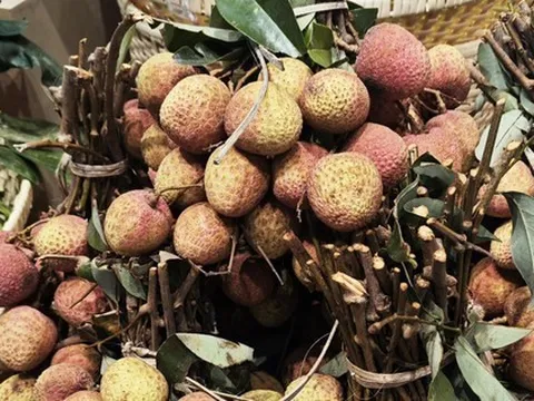 Vải thiều Tây Nguyên đầu mùa tăng giá gấp đôi, vì sao?