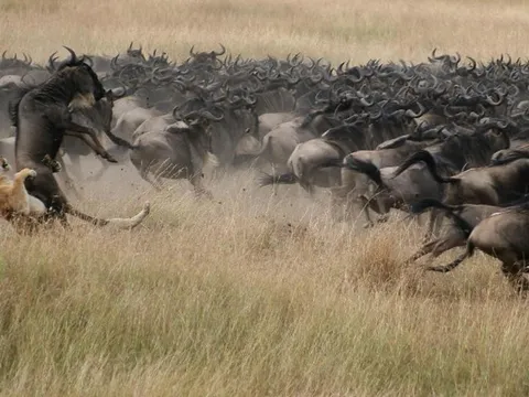 Khám phá bí mật của 'kho thịt di động' trên đồng cỏ châu Phi!