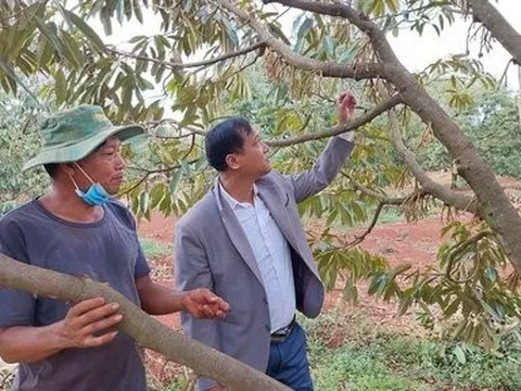 Nông dân thấp thỏm nỗi lo sầu riêng mất mùa