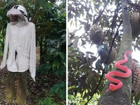 1001 cách người nông dân bảo vệ những trái sầu riêng khỏi kẻ trộm, "hú hồn" nhất là cảnh rắn bò