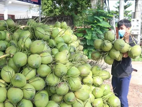 Nắng nóng kéo dài, giá dừa tươi tăng gần gấp 3 lần
