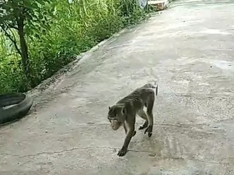 Khỉ vào nhà dân, tấn công một người bị thương ở Nghệ An