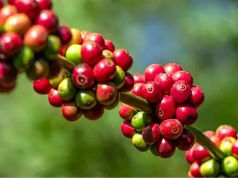 Giá nông sản hôm nay 13/5: Hồ tiêu khan hàng đẩy giá cao, cà phê duy trì ổn định, gạo bật tăng trở lại