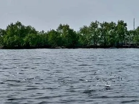 Thích thú cảnh đàn cá trên phá Tam Giang nghe tiếng vỗ tay là… nhảy