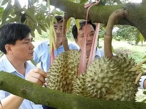 Bình Phước: Hành trình trái sầu riêng chinh phục thị trường thế giới