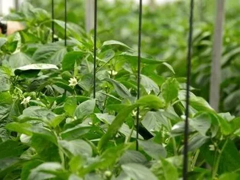 Loại quả 'nhỏ nhưng có võ' của Việt Nam được Trung Quốc ồ ạt thu mua: Nhu cầu toàn cầu lên đến 4.000 tấn, nước ta là ‘ông trùm’ thứ 2 thế giới