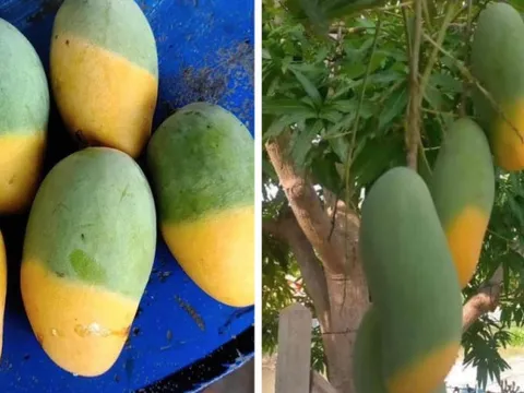 Cây xoài "độc lạ" nhất MXH: Nửa quả vàng ươm, nửa quả vẫn còn "xanh ngắt"