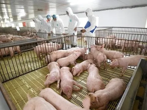 Giá heo tăng và cuộc đua lợi nhuận của doanh nghiệp ngành chăn nuôi