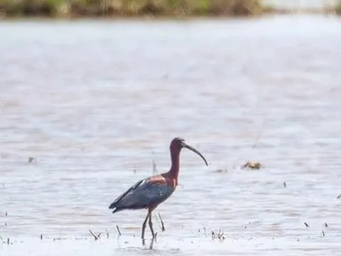 Loài chim quý lần đầu tiên được ghi nhận ở miền Trung có gì đặc biệt?
