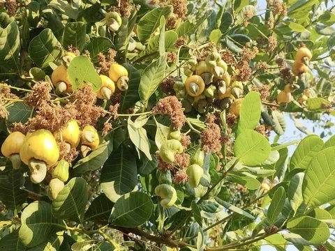 Thừa nhận hàng Made in Vietnam "ăn đứt" hàng nội, Trung Quốc đang liên tục săn mua một loại hạt của Việt Nam, giúp thu về hơn 1 tỷ USD từ đầu năm