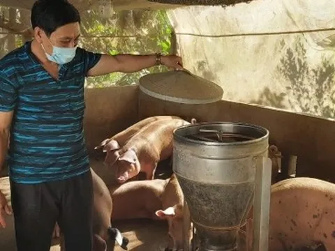 Đầu mùa mưa giá heo tăng vọt nhưng người nuôi chưa mạnh dạn tái đàn