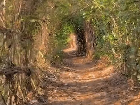 Phát hiện con đường "bí ẩn" ở đảo Phú Quý: Chụp ảnh đẹp nhưng người từng đi khuyên nên "né" vì nhiều lý do