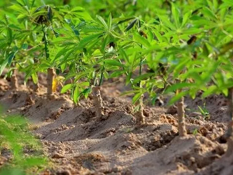 Loại cây nhà ai cũng trồng ra nước ngoài thành sản vật tỷ đô: Thu hơn nửa tỷ USD từ đầu năm, Trung Quốc có bao nhiêu mua bấy nhiêu