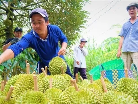 Xuất khẩu sầu riêng: Bao giờ có bộ tiêu chuẩn quốc gia?