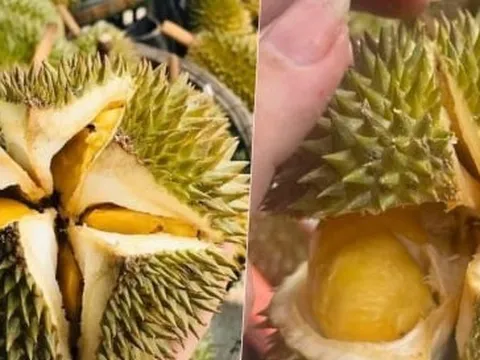 Sầu riêng mini giá rẻ bèo đổ bộ chợ Việt