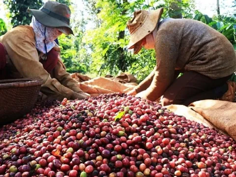 Giá cà phê biến động: Xuất khẩu cà phê có thể chinh phục mốc 5 tỷ USD?