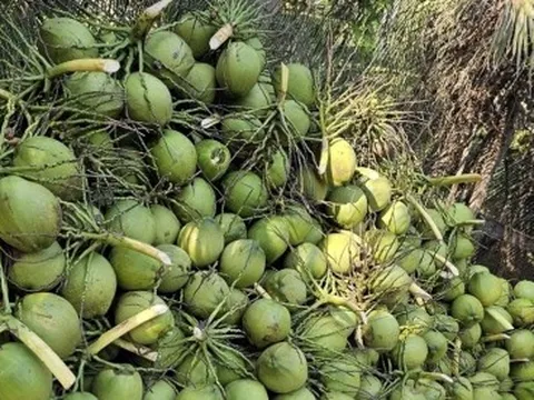 Quả dừa Việt Nam có nhiều tiềm năng xâm nhập thị trường Philippines