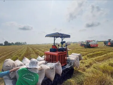 Thị trường nông sản: Giá gạo xuất khẩu tiếp tục tăng