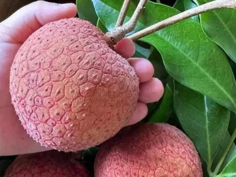 Xuất hiện quả vải "siêu to khổng lồ" ngang bàn tay người, cư dân mạng săn lùng tìm mua