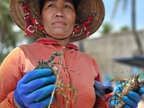 Hơn 60 tấn tôm hùm bị chết ở Phú Yên, người nuôi cay đắng bán giá 50.000 đồng/kg