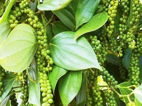 Giá hồ tiêu lập kỷ lục mới