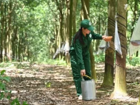 Giá nông sản hôm nay 18/5: Gạo đi ngang, cao su tăng mạnh, nông dân được mùa dưa