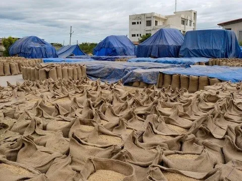 Xuất khẩu 8 triệu tấn mỗi năm nhưng Việt Nam cũng sắp trở thành nhà nhập khẩu lớn thứ 2 thế giới mặt hàng cực quan trọng này