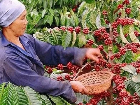 Giá cà phê trong nước tiếp tục tăng: Nhận định tuần mới khởi sắc